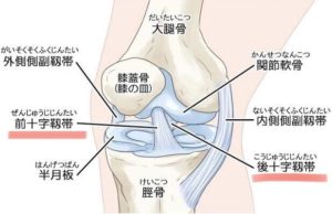 膝関節の構造